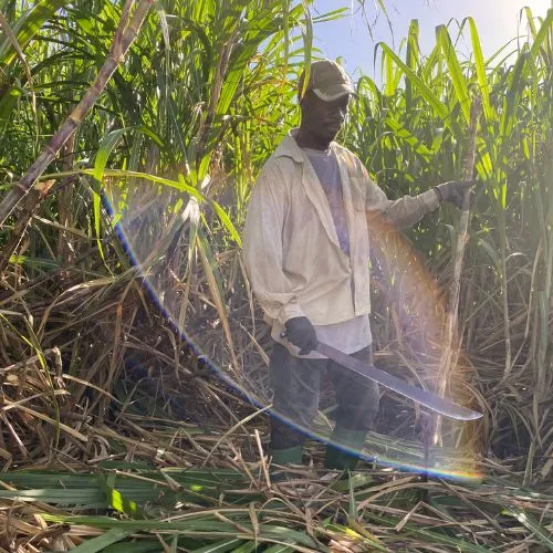 varietes de cannes à sucre papa rouyo couppeur de canne