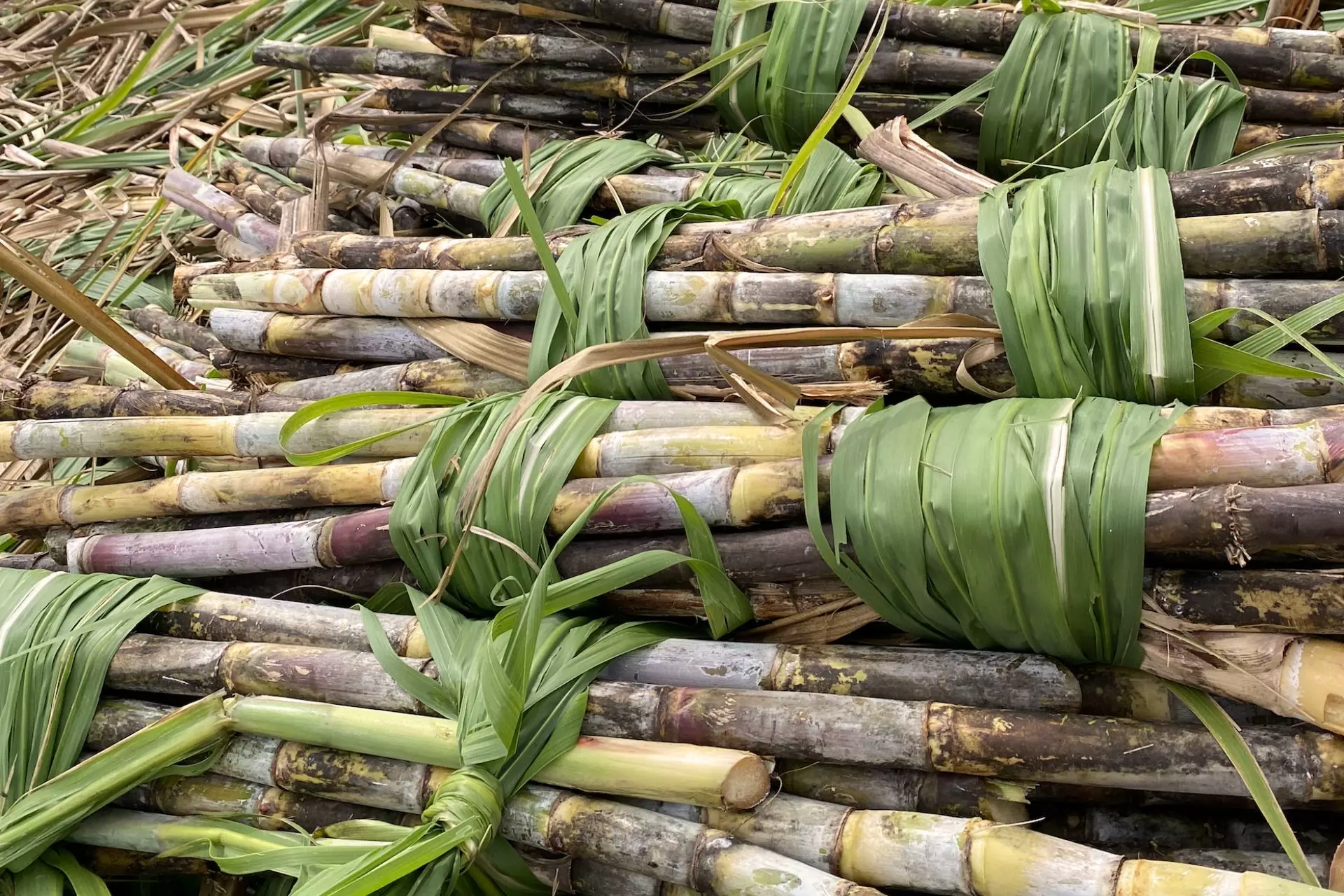 varietes de cannes à sucre papa rouyo