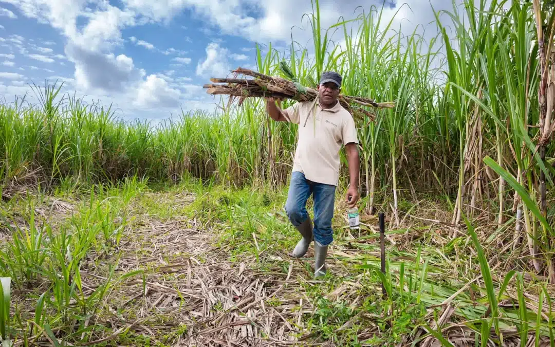 Début campagne sucrière 2024 à Papa Rouyo