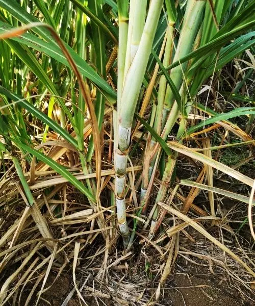 canne à sucre Distillerie papa rouyo Rhum Guadeloupe